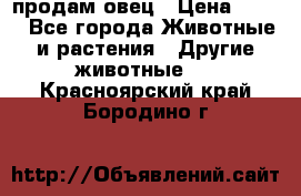  продам овец › Цена ­ 100 - Все города Животные и растения » Другие животные   . Красноярский край,Бородино г.